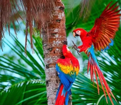 Manu National Park (7)